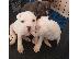 PoulaTo: Κουτάβια Bull Terrier